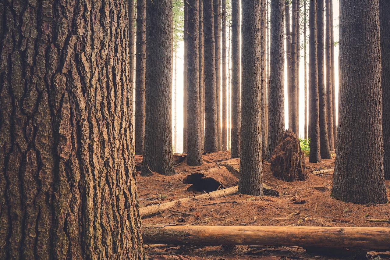 foresta