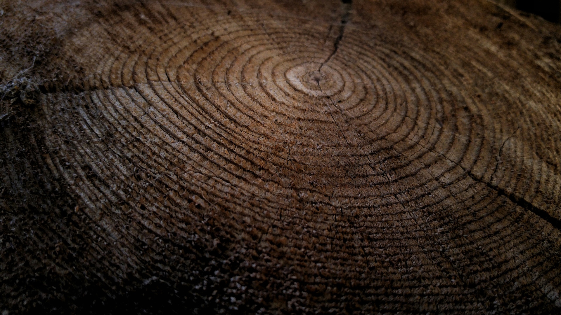 tronco di un albero